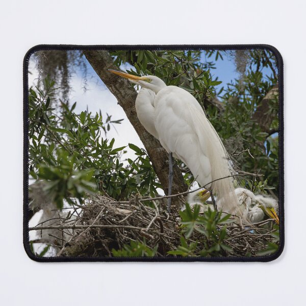 Item preview, Egret Guarding its Babies, Winter Park, Florida designed and sold by jrtwynam.