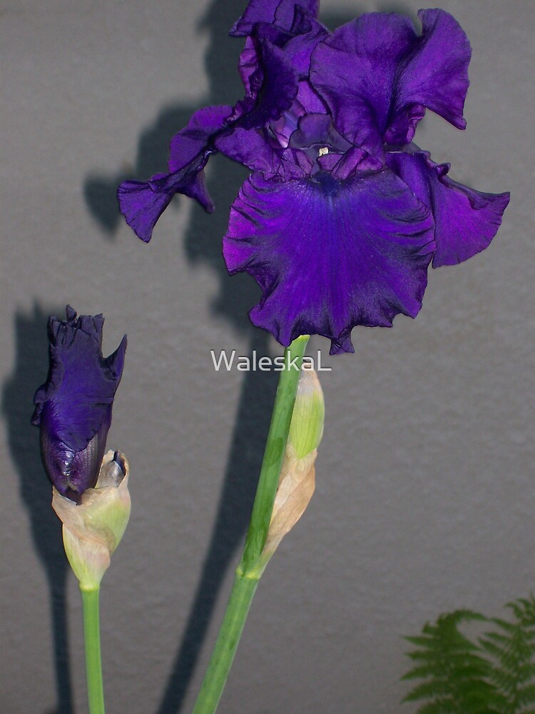 Expressive by WaleskaL