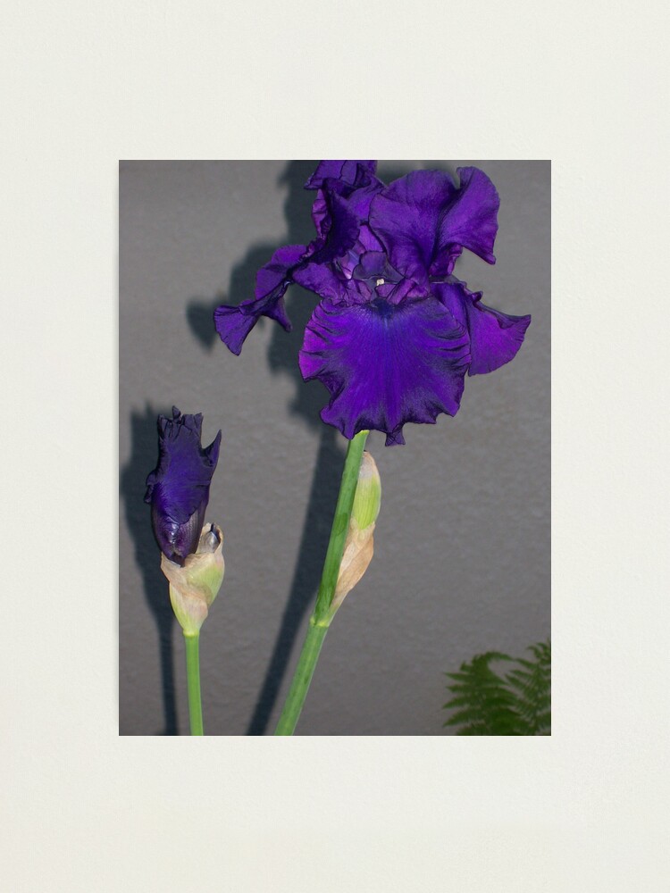 Alternate view of Expressive Photographic Print