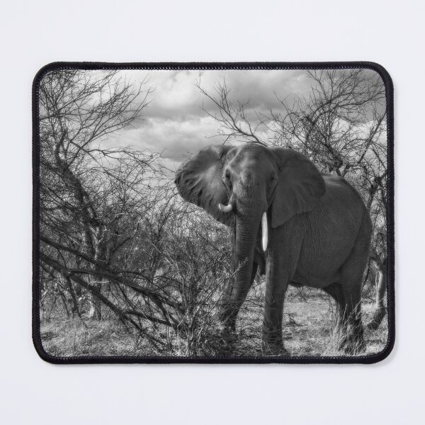 Item preview, Charging Elephant in Black and White designed and sold by Kay Brewer.
