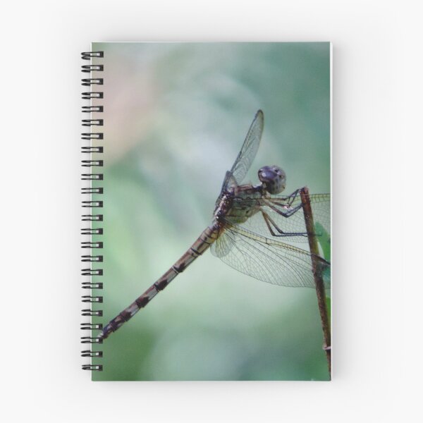 Item preview, Beautiful dragonfly  designed and sold by Jmb67.