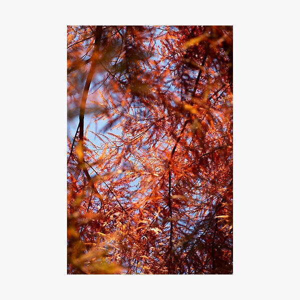 Item preview, Through The Leaves designed and sold by photosby-J.