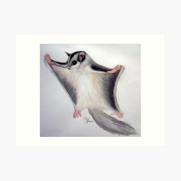Sugar Glider Art Print