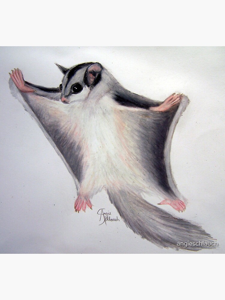 Sugar Glider Art Print For Sale By Angieschlauch Redbubble