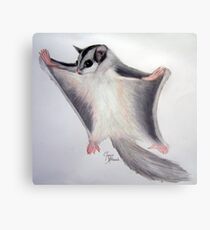 Sugar Glider Metal Print