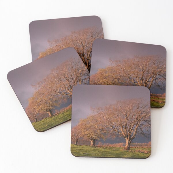 Item preview, Beech Trees in Autum designed and sold by LSmith0211.
