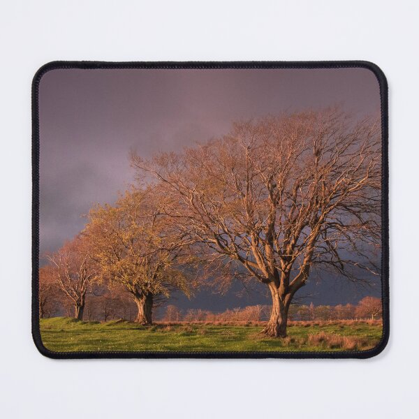 Item preview, Beech Trees in Autum designed and sold by LSmith0211.