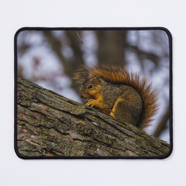 Item preview, Munching On A Walnut designed and sold by TheeForestFox Shop.