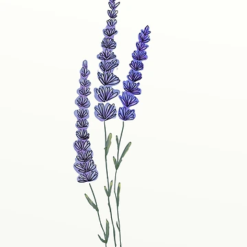 Artwork thumbnail, Lavanda by Rita Benacci