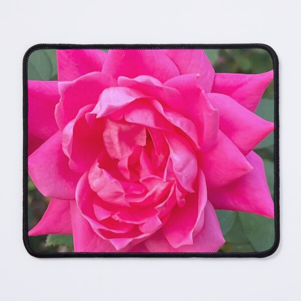 Item preview, Bright Pink Rose Photograph designed and sold by Shannon Greve.