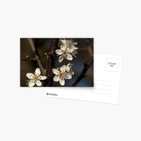 Item preview, Hawthorne Blossom, a touch of Spring. designed and sold by Billlee.