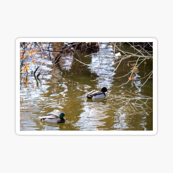 Artikel-Vorschau von 2 Enten machen Entenkram., designt und verkauft von Quainphoto.