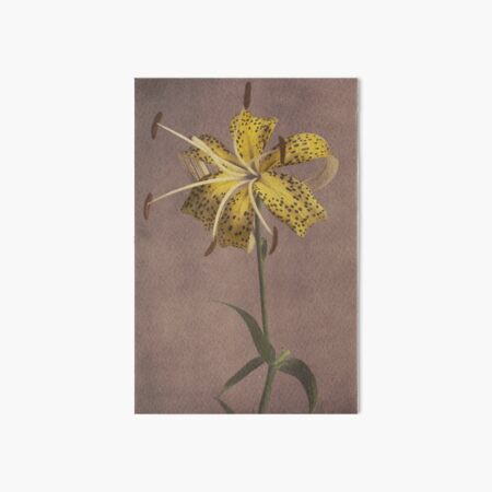 Item preview, Yellow lily designed and sold by LegacyPressCo.