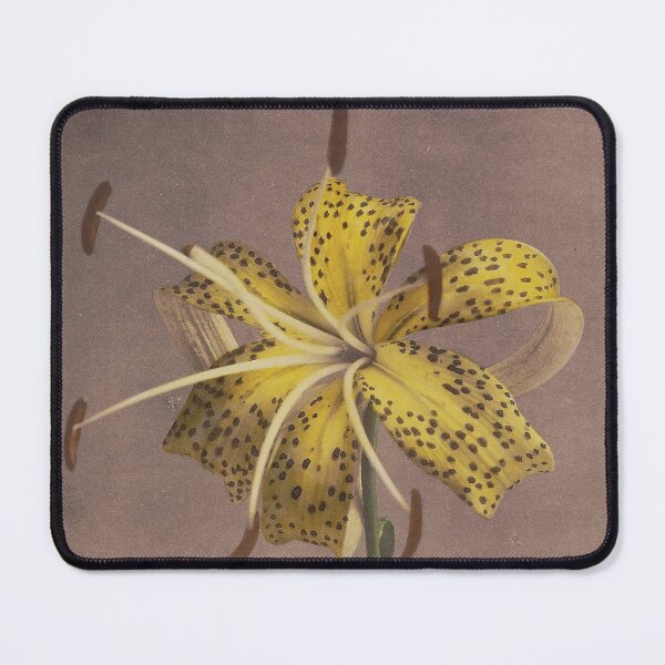 Item preview, Yellow lily designed and sold by LegacyPressCo.