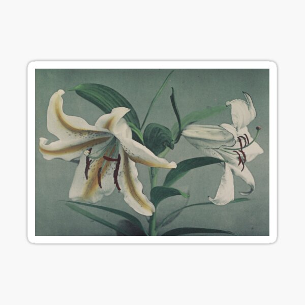 Item preview, Two Lilies  designed and sold by LegacyPressCo.