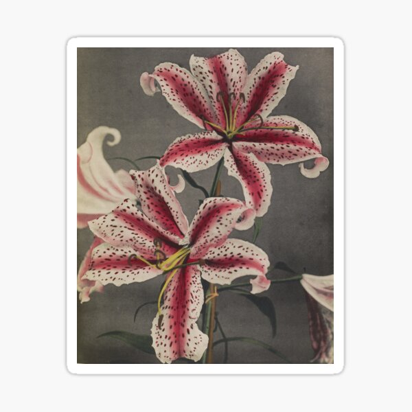 Item preview, Red Striped Lilies designed and sold by LegacyPressCo.
