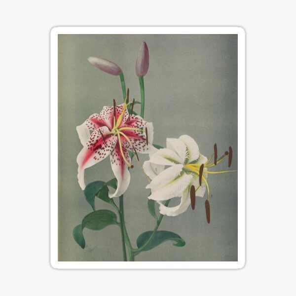 Item preview, Red and White Lilies designed and sold by LegacyPressCo.