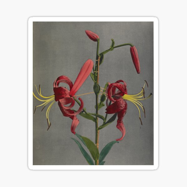 Item preview, Red Lilies  designed and sold by LegacyPressCo.