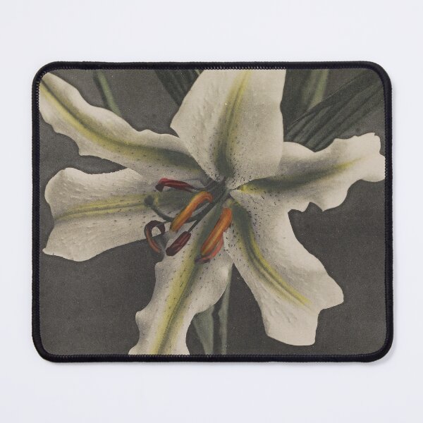 Item preview, White Lily designed and sold by LegacyPressCo.