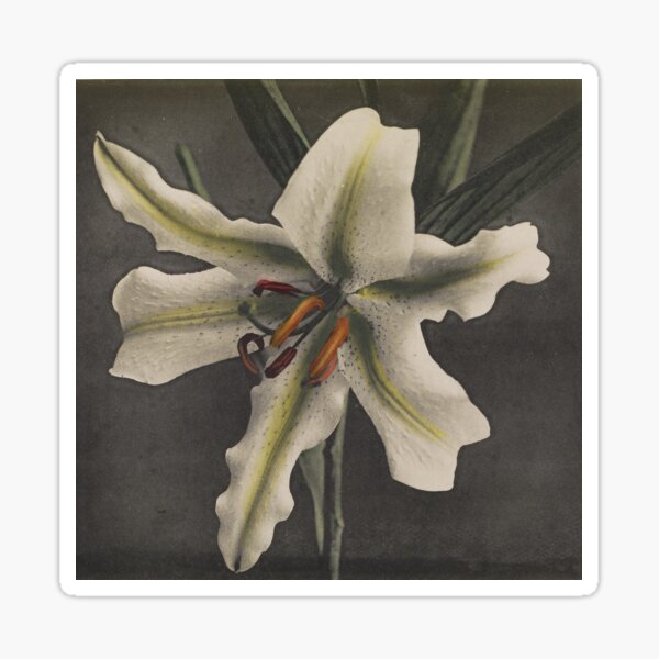Item preview, White Lily designed and sold by LegacyPressCo.