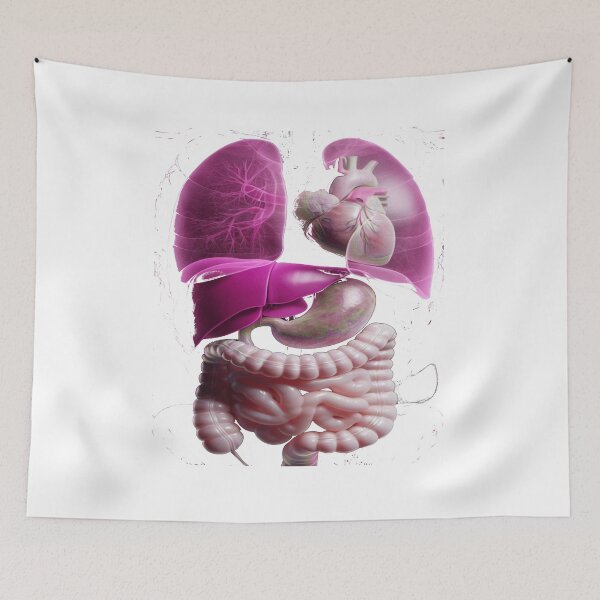 Item preview, Human Anatomy – Internal Organs Illustration designed and sold by Phoenix Créations.
