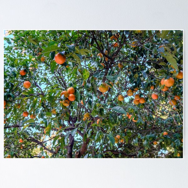Item preview, Clementines of the coast designed and sold by Luce e Paesaggi Fotografia.