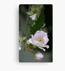 Black Rasberries in bloom; LOVES PINK! La Mirada, CA U.S.A. All Rights Reserved Hedger Photography Canvas Print