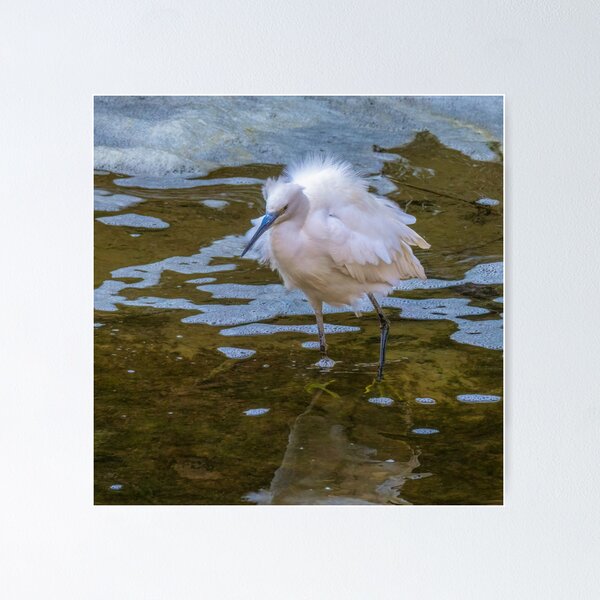 Aperçu de l'œuvre Aigrette punky créée et vendue par Ralph Goldsmith.