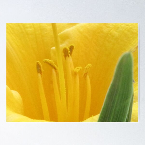 Item preview, Day Lilly designed and sold by clmustin.