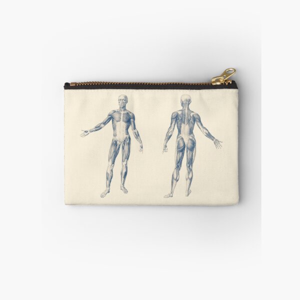 Item preview, Basic Muscular System - Dual-View designed and sold by VAposters.
