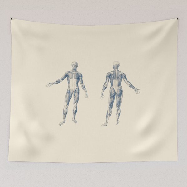 Item preview, Basic Muscular System - Dual-View designed and sold by VAposters.