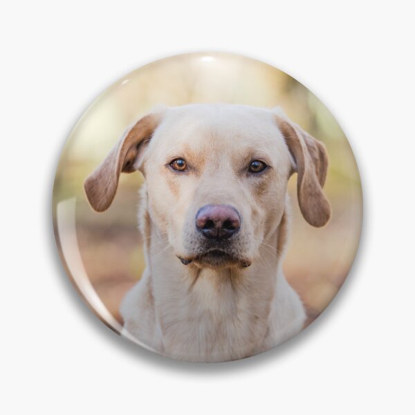 Item preview, Gorgeous yellow Labrador in forest designed and sold by LillyWattsPhot.