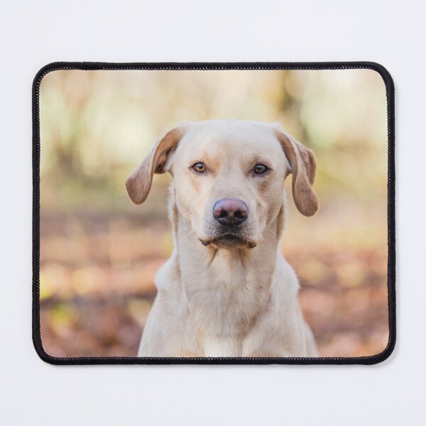 Item preview, Gorgeous yellow Labrador in forest designed and sold by LillyWattsPhot.