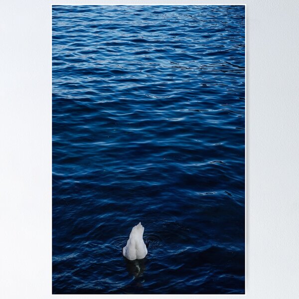 Item preview, Swan at blue lake II designed and sold by Luce e Paesaggi Fotografia.