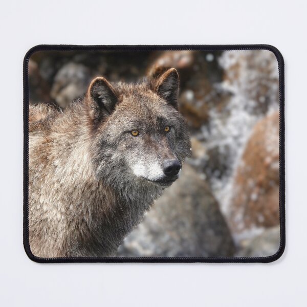 Item preview, Yellowstone Wolf designed and sold by JuliaCulp.