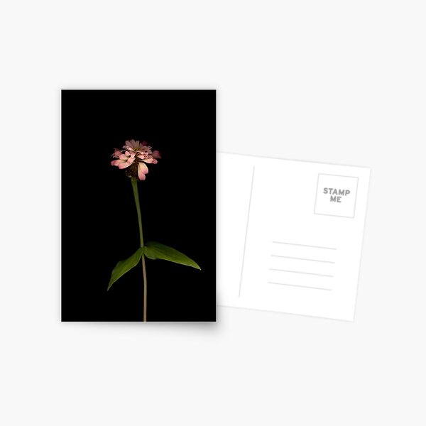 Zinnia Ballerina 1 Dark Floral Postcard