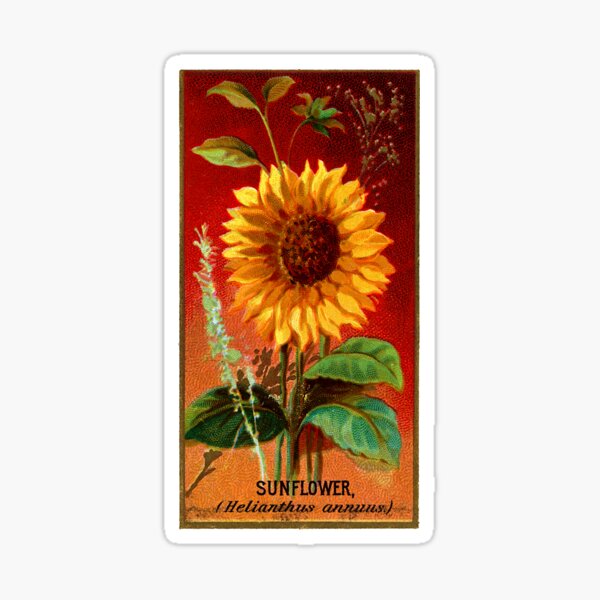 Item preview, Sunflower (Helianthus Annuus) Chromolithograph designed and sold by mamiespaw.