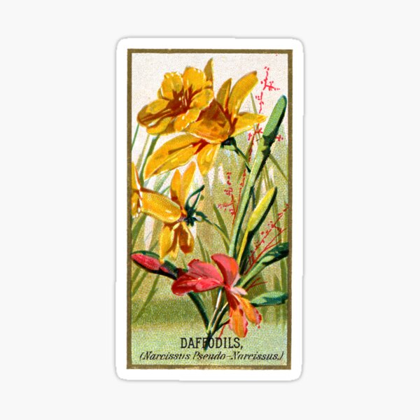 Item preview, Daffodils (Narcissus Pseudo-Narcissus) Chromolithograph designed and sold by mamiespaw.