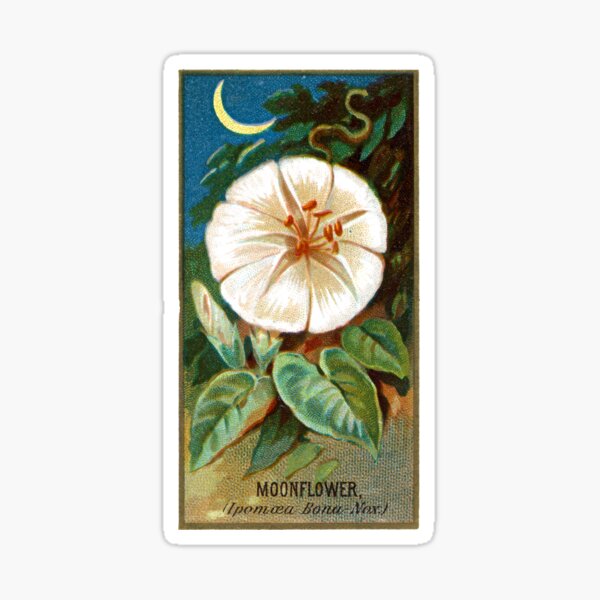 Item preview, Moonflower (Ipomaea Bona Nox.) Chromolithograph designed and sold by mamiespaw.