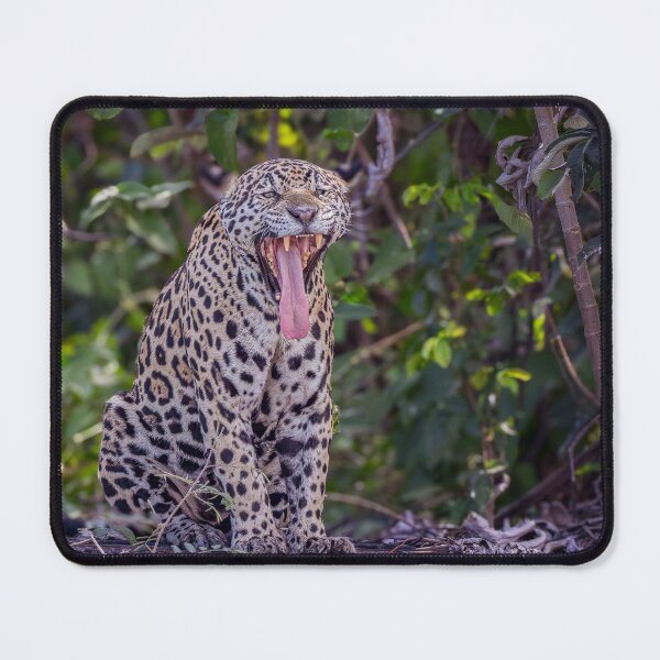 Item preview, Jaguar Yawns Pantanal Brazil designed and sold by PhotoArt by Joan Carroll.