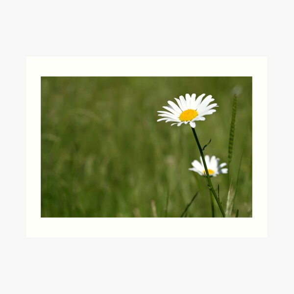 Daisy Art Print