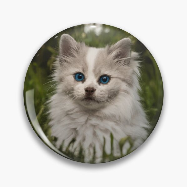 Artikelvorschau, Porträt eines ruhigen Ragdoll-Kätzchens – Bezaubernde Eleganz mit blauen Augen entworfen und verkauft von NSB-Design.