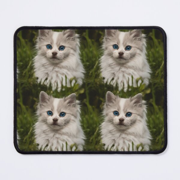 Item preview, Serene Ragdoll Kitten Portrait – Captivating Blue-Eyed Elegance designed and sold by NSB-Design.