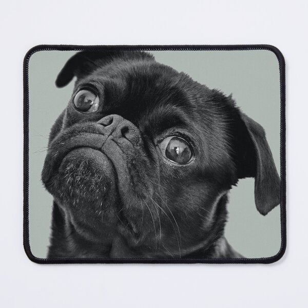 Item preview, Black Pug Funny designed and sold by simpleones.
