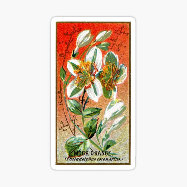 Item preview, Mock Orange (Philadelphus Coronarius) Chromolithograph designed and sold by mamiespaw.