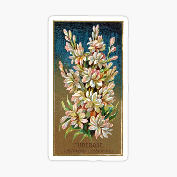 Item preview, Tuberose (Polianthes Tuberosa) Chromolithograph designed and sold by mamiespaw.