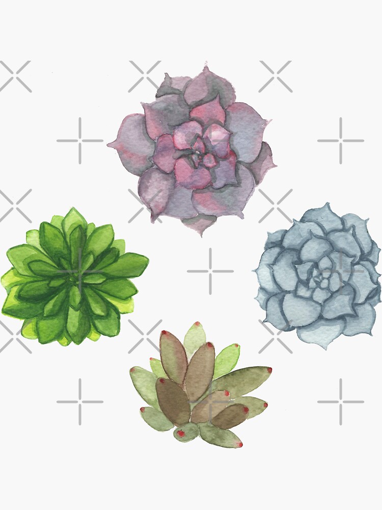 Succulents by PicajoArt
