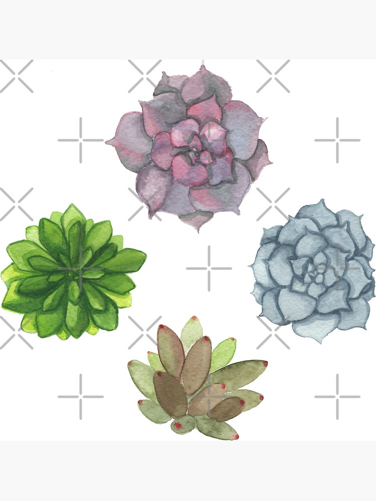 Succulents by PicajoArt