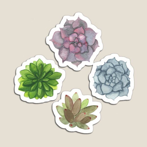 Succulents Magnet