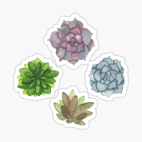 Succulents Sticker